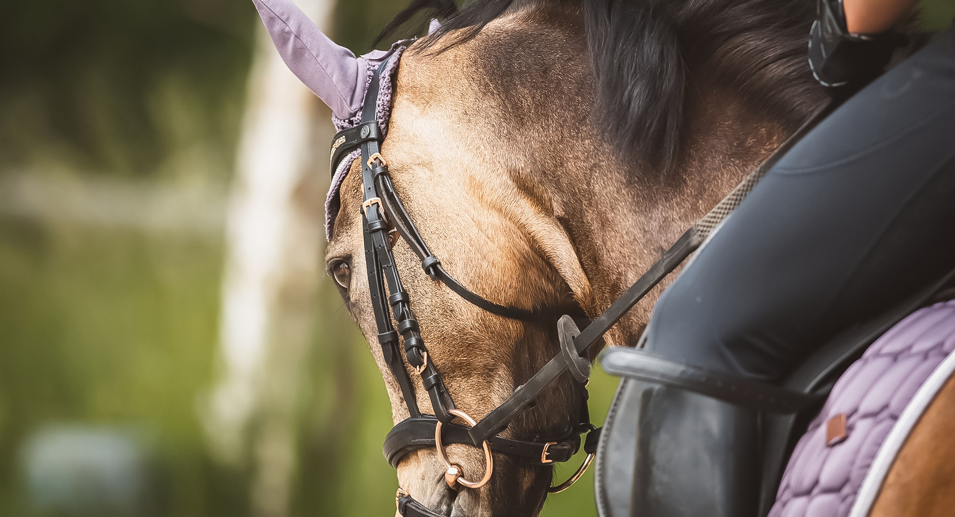 cheval campings provence