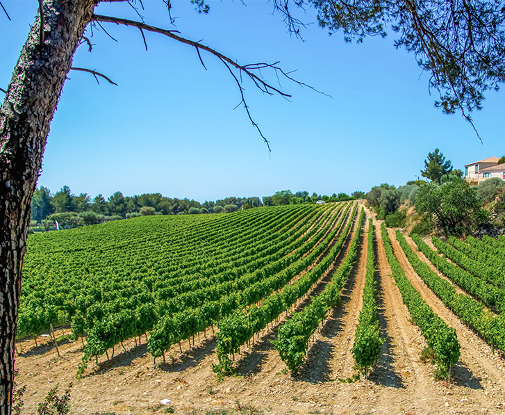 bandol ses vignobles