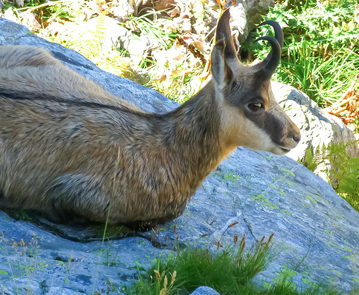 chamois dans le mercantour