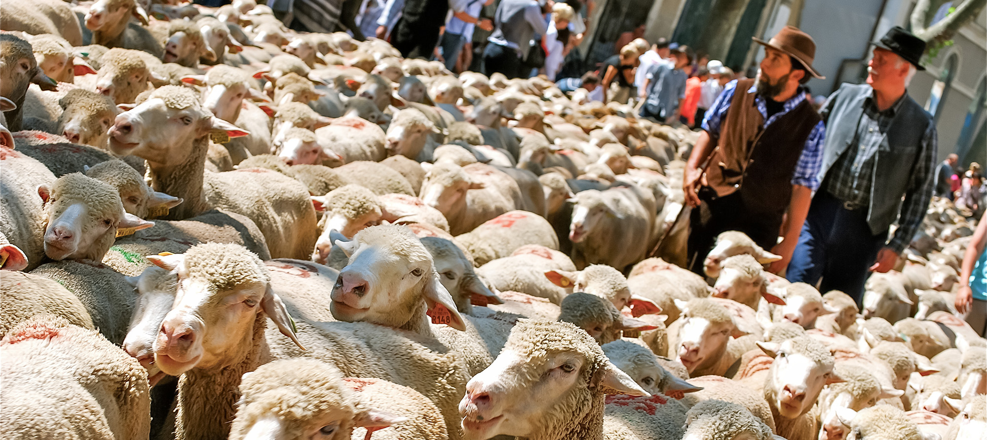 fete de la transhumance