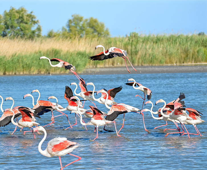 flamants roses camargue