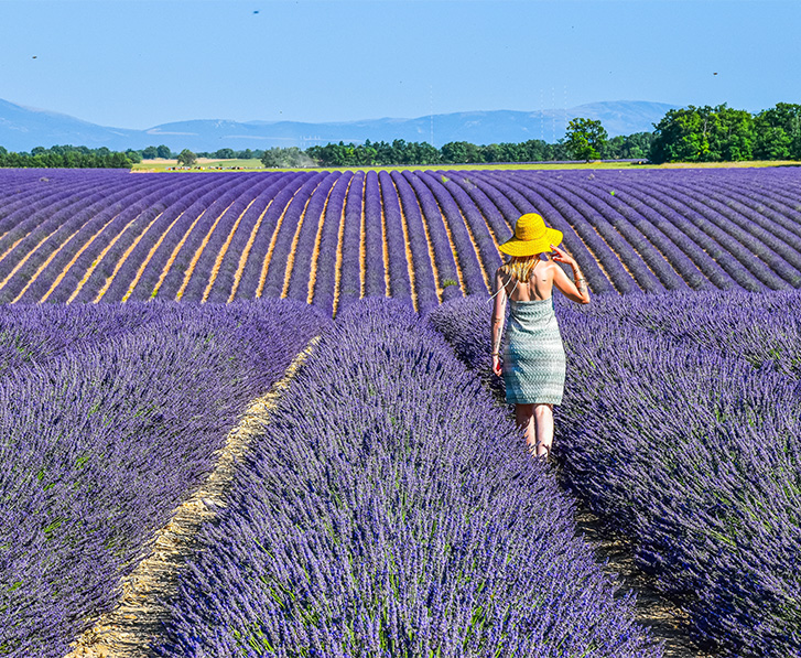 le plateau de valensole veritable immersion provencale