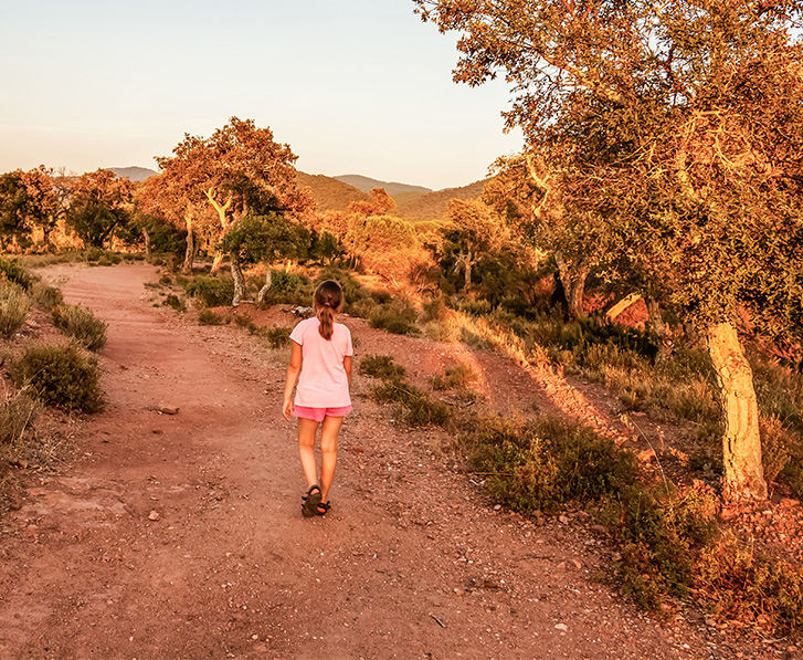 foret de chenes lieges massif des maures