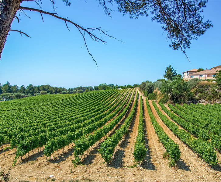 tourisme viticole bandol